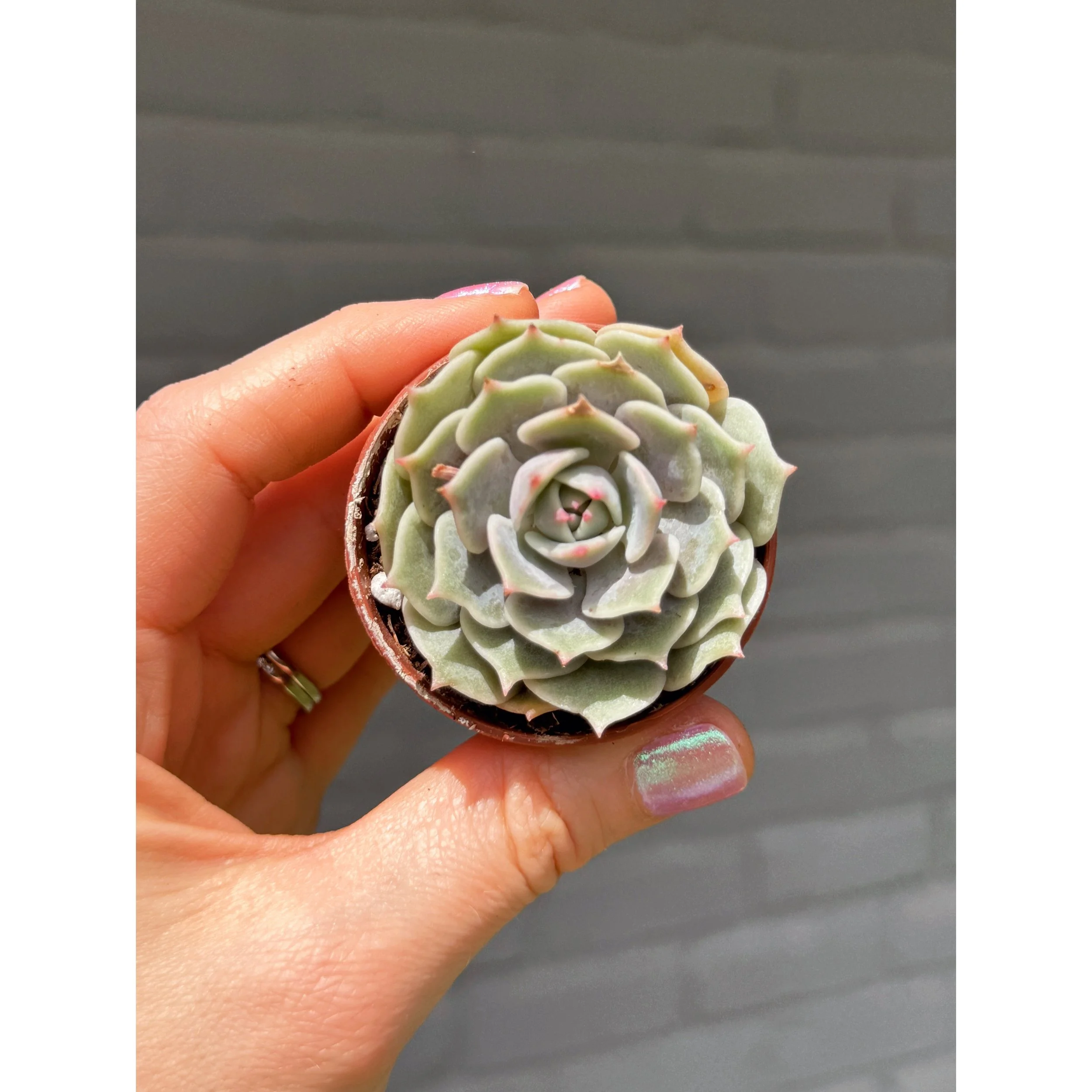 Echeveria 'Lilacina' 2